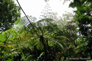Guadeloupe Août 2015-02832     